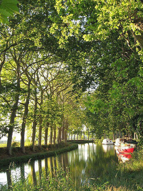 Le Canal du Midi bordé de platanes.